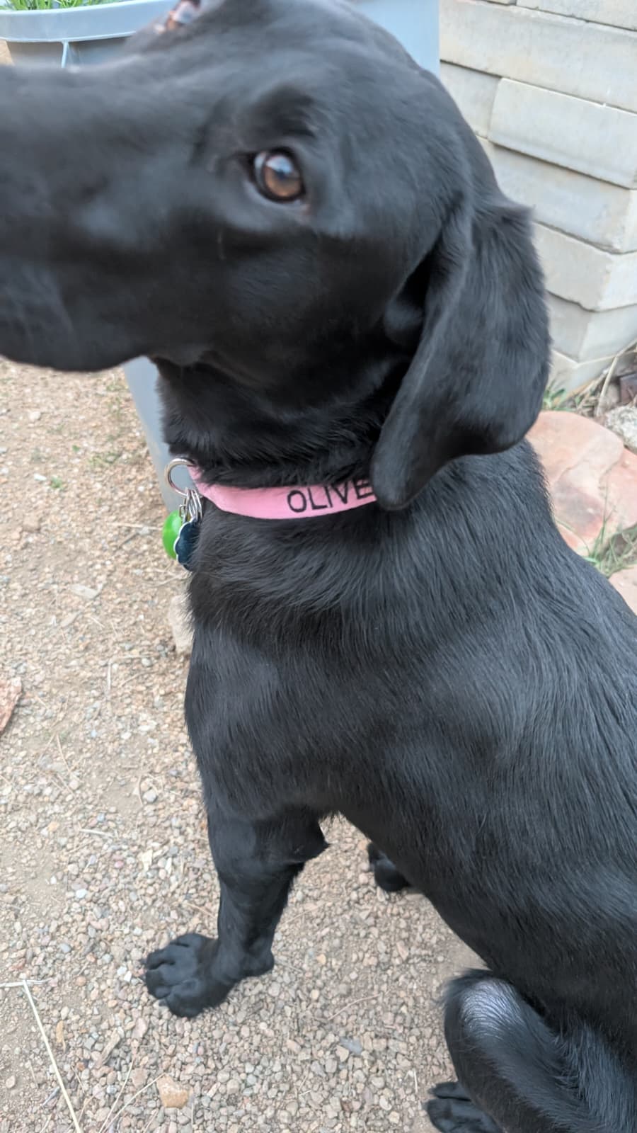 Olive, Chief Canine Officer
